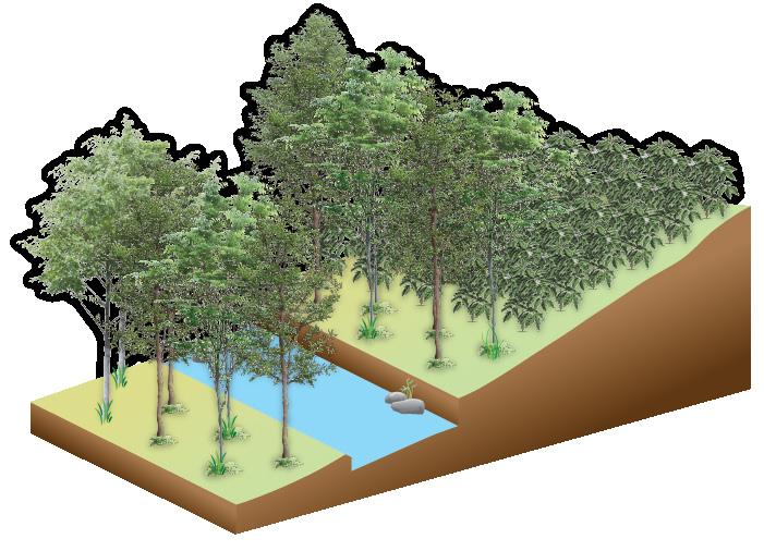 Protección de fuentes de agua En este sistema, en 100 m de cauce de agua se establecen 70 árboles (35 a cada lado del cauce), en dos líneas de cada lado; los árboles se siembran al triángulo con