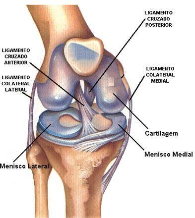 EL Ligamento Cruzado Anterior (LCA) Qué es el LCA? La rodilla es la articulación más grande y compleja de nuestro cuerpo.