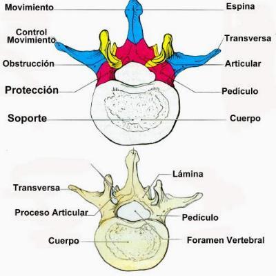 1.- Qué importancia poseen las curvaturas anteroposteriores y laterales de la columna vertebral? 2.