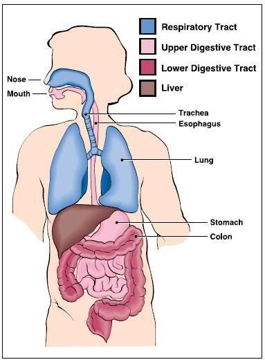 6 Efectos sistémicos Nariz Boca Tracto respiratorio Tracto digestivo superior Tracto digestivo inferior Hígado Tráquea