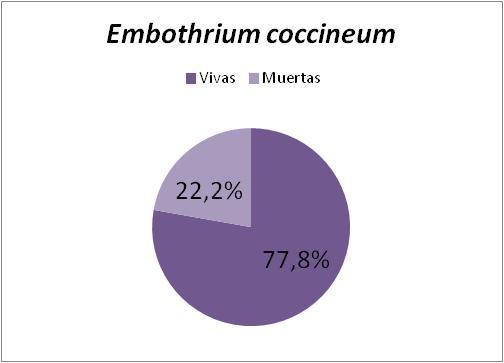 Anexo 5. Gráfico con porcentaje de sobrevivencia de Embothrium coccineum, con un universo total de 63 plantas encontradas.