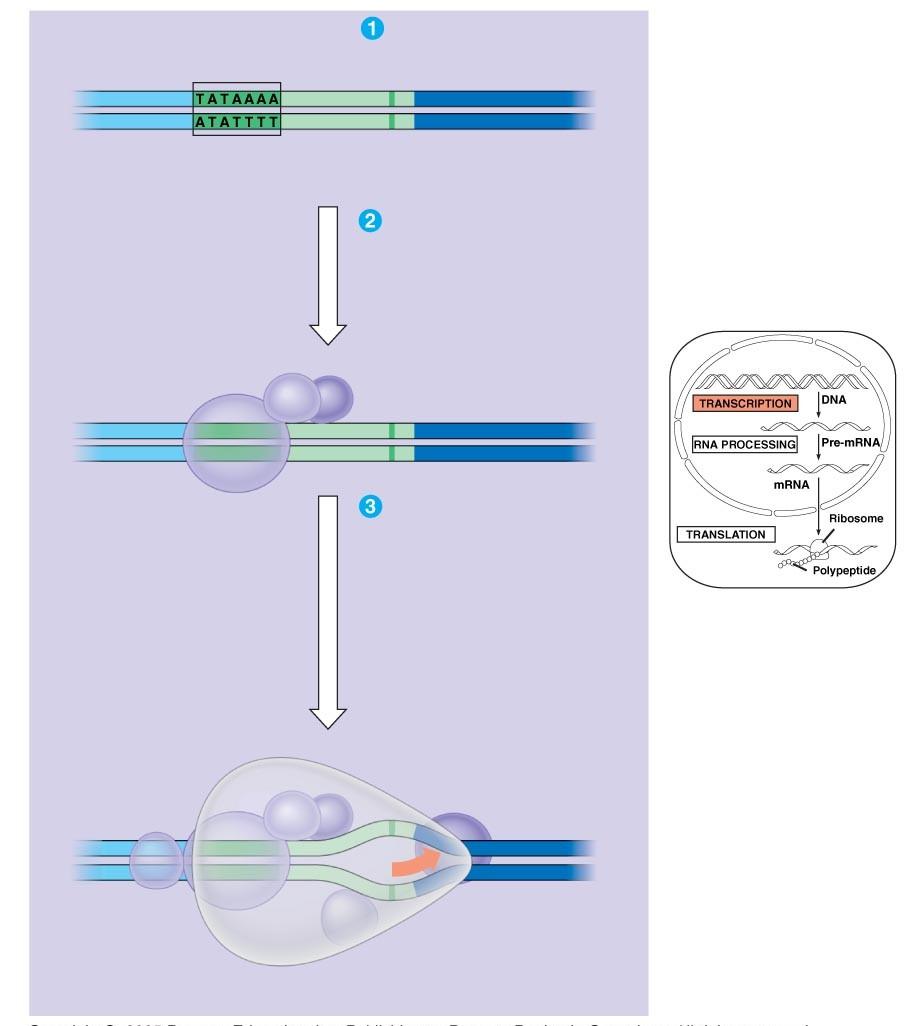 Promotor 5 Caixa TATA Punt d'inici Cadena DNAmotlle Unió d'alguns factors de transcripció Factors de transcripció Unió d'altres factors
