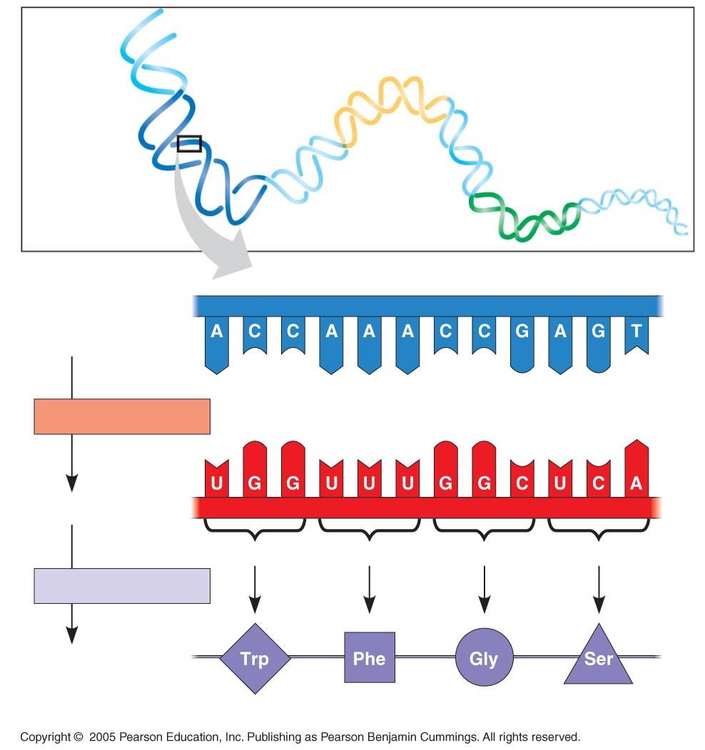 DNA molècula Gen 1 Gen 2 Gen 3 Cadena DNA (patró) 3