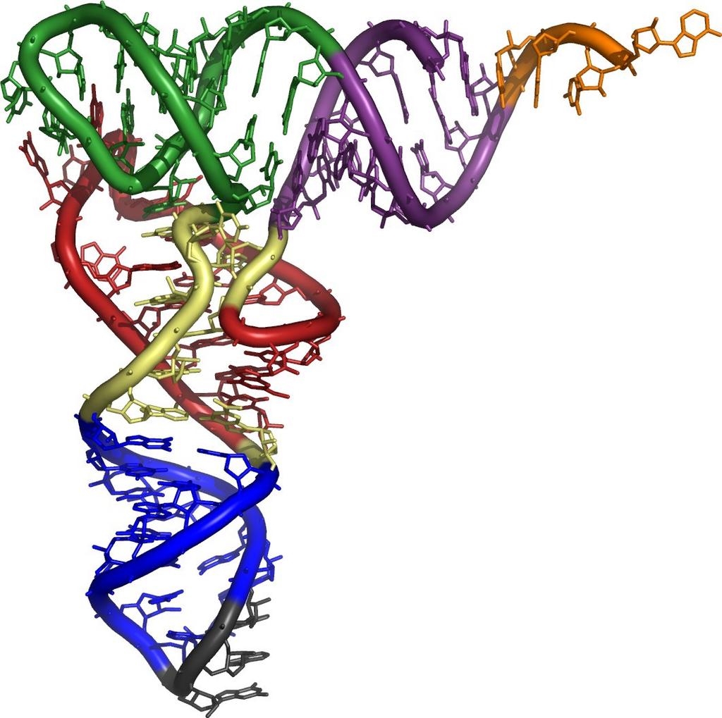 RNA de transferència (RNAt) - Es localitza al citoplasma en forma de molècula dispersa. - Té entre 70 i 90 nucleòtids. - Pes molecular aprox. 25.000 daltons.