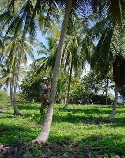 Obtención del fruto Traslado del coco La planta está muy difundida en la región y el agua de sus frutos es consumida fresca por su sabor agradable y por ser la más dulce del país; se consume en forma