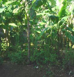 En el nivel inmediato inferior está el plátano (Musa paradisiaca) y la yuca (Manihot esculenta).