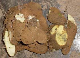 Fig. 4 Ñame blanco y amarillo El ñame (Dioscorea alata) (Fig. 4), que tiene una alta demanda en la zona oriental de nuestro país, la malanga, anthosoma sagittifolium y el guinéo (Musa paradisiaca).