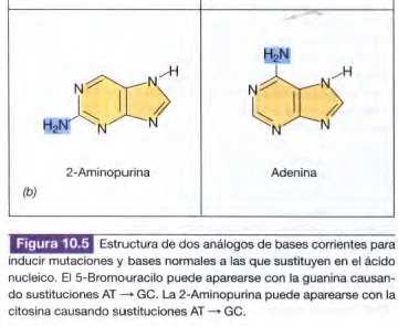 reaccionan con el ADN agentes intercalantes (acridina, Br de etidio)
