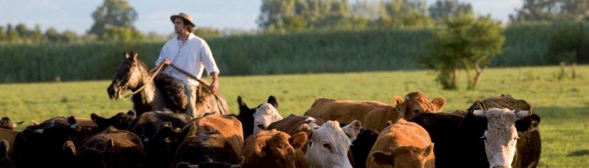 Argentina Exportaciones de Carne Vacuna Junio de 216 Las exportaciones de carne bovina del mes de junio de 216 alcanzaron un valor de casi 68 millones de dólares, que resultaron (-19,9%) inferiores a