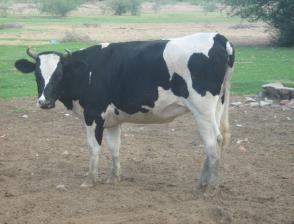 lechera en el estado. La producción de leche de bovino en 2014 fue de 16.