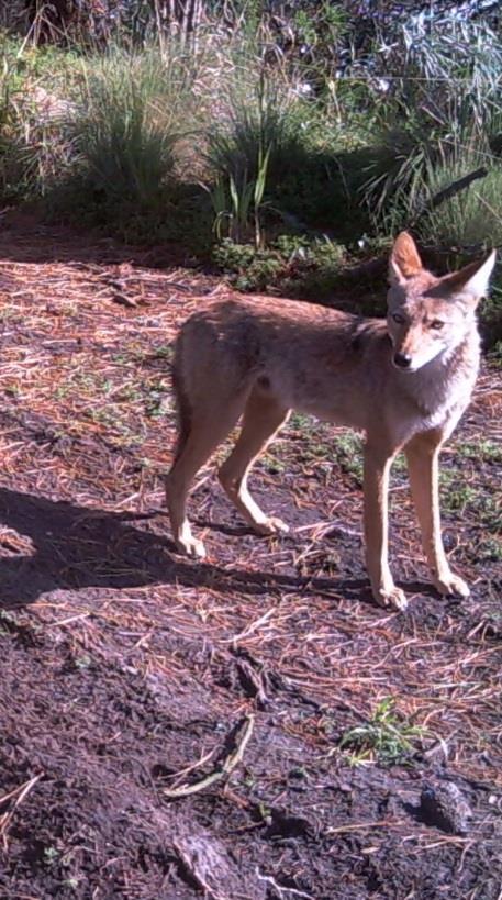FOTOS: CONANP / PNIP, Proyecto Conservación del PN Izta-Popo cámaras trampa 2013 ASPECTOS BIOLÓGICOS DESCRIPCIÓN DE LA ESPECIE: El coyote (Canis latrans, que significa "perro ladrador") es una