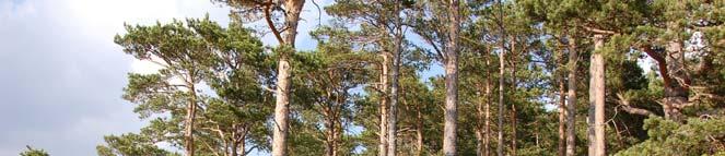 El tipo de bosque y concretamente su estructura y acumulación de biomasa condicionan i el comportamiento t del fuego La disponibilidad de