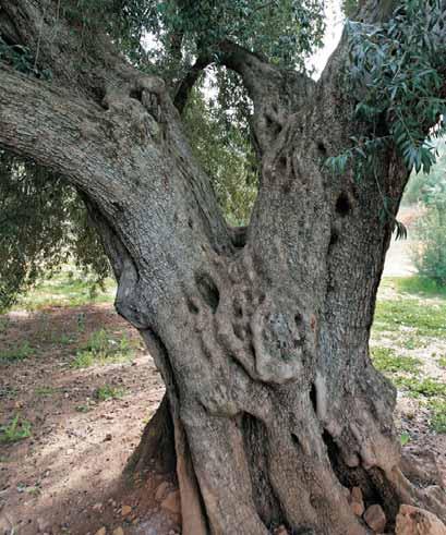 Olivo de Fuentebuena Olea europaea var.