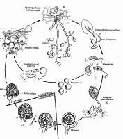 sexual: oosporas (espora de resistencia) Clasificación: - esporangióforos - esporangios Principales géneros: Pythium, Phytophthora, Plasmopara,