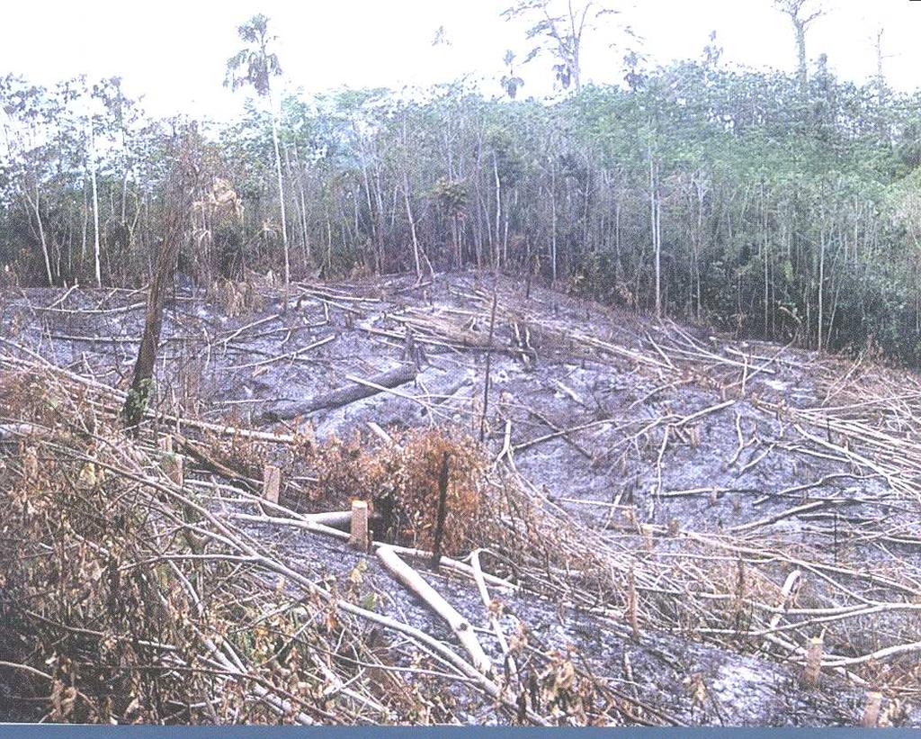 III- Problemática del remanente de Bosques Naturales Secundarios fragmentado en el Pacifico centro y Norte de Nicaragua sus estados de amenazas y de conservación, post frontera agrícola.