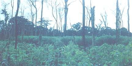 Desarrollo no planificado del sector agropecuario, que ha integrado a este sector tierras que son evidentemente de uso forestal.