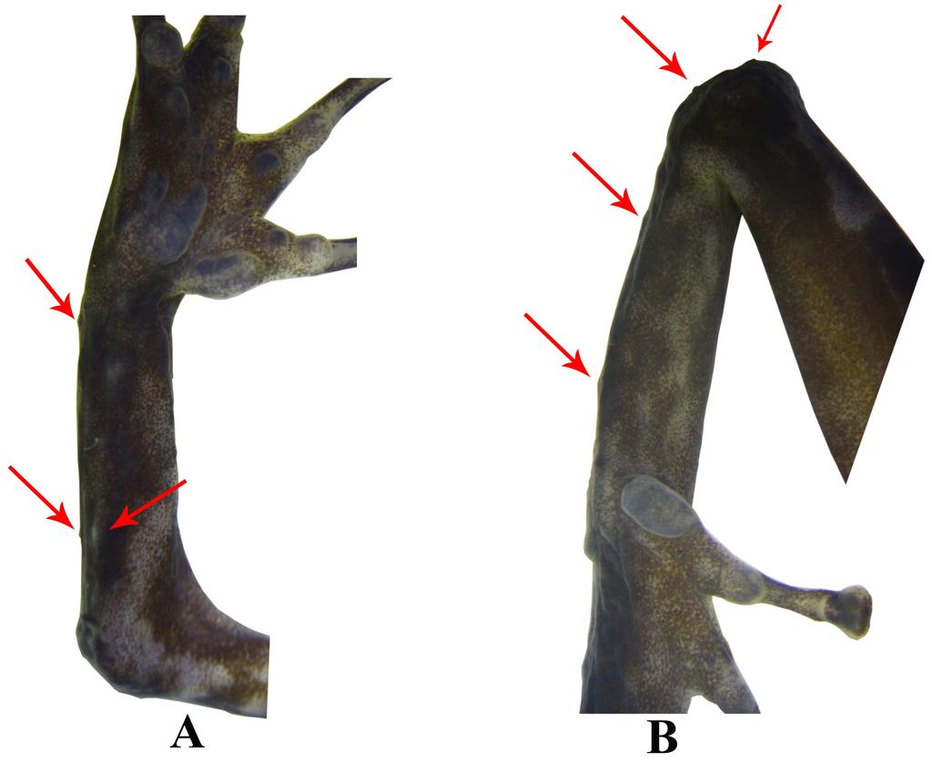 (A) Extremidades anterior y posterior del lado izquierdo en vista ventral; (B) detalles de la cabeza en vista