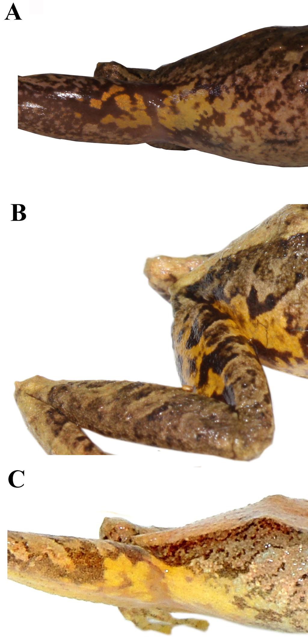 Yánez-Muñoz et al. (2016) Otras especies del occidente de Ecuador con distintivas coloraciones inguinales amarillas son P. parvillus (Lynch) y P. walkeri (Lynch), sin embargo, en P.