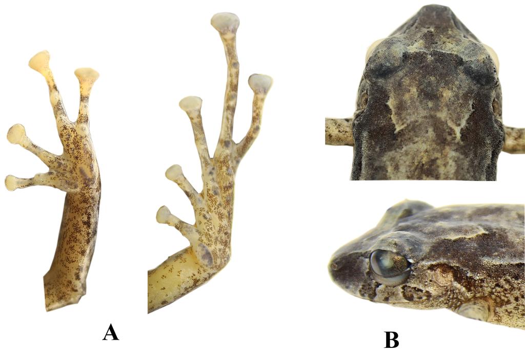Figura 15: Holotipo de Pristimantis hampatusami sp. nov. (DHMECN 11413, hembra, longitud rostro-cloacal 30,8 mm).