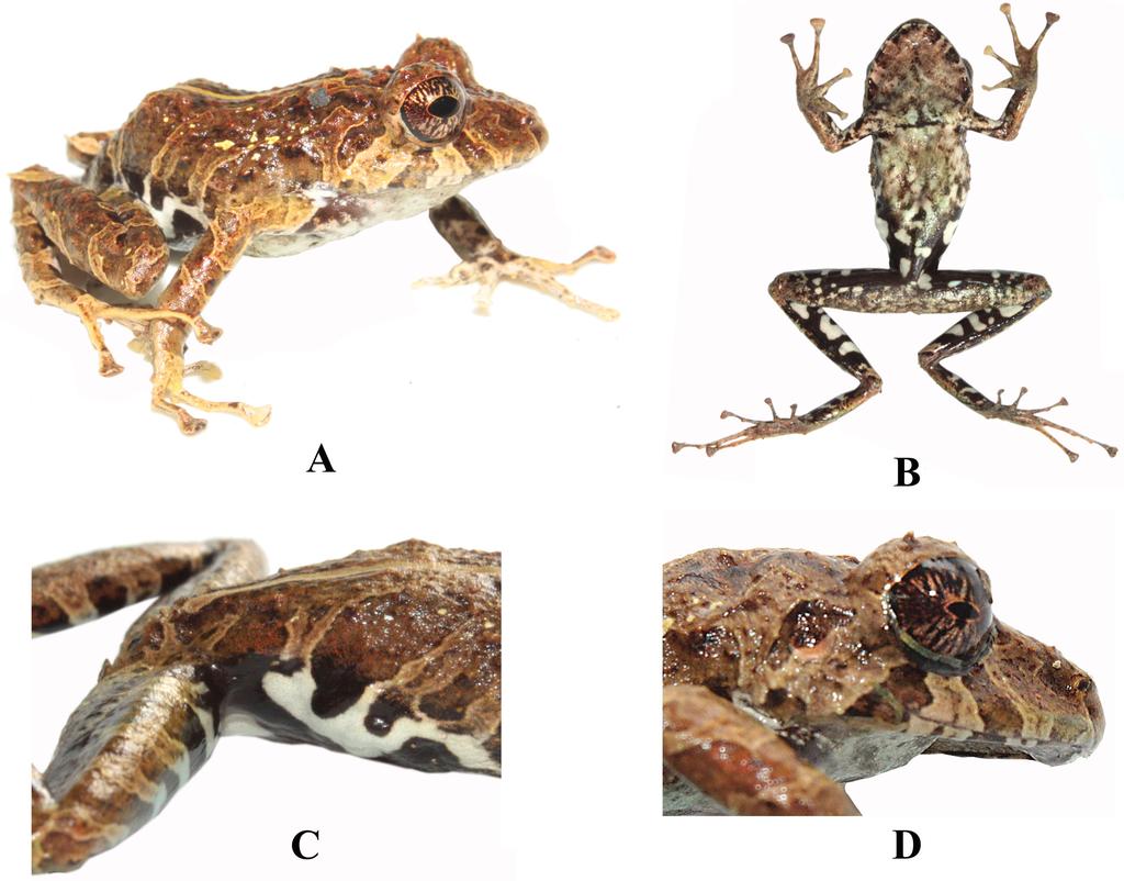 Yánez-Muñoz et al. (2016) Figura 1: Pristimantis kuri sp. nov. DHMECN 11383, macho, holotipo.