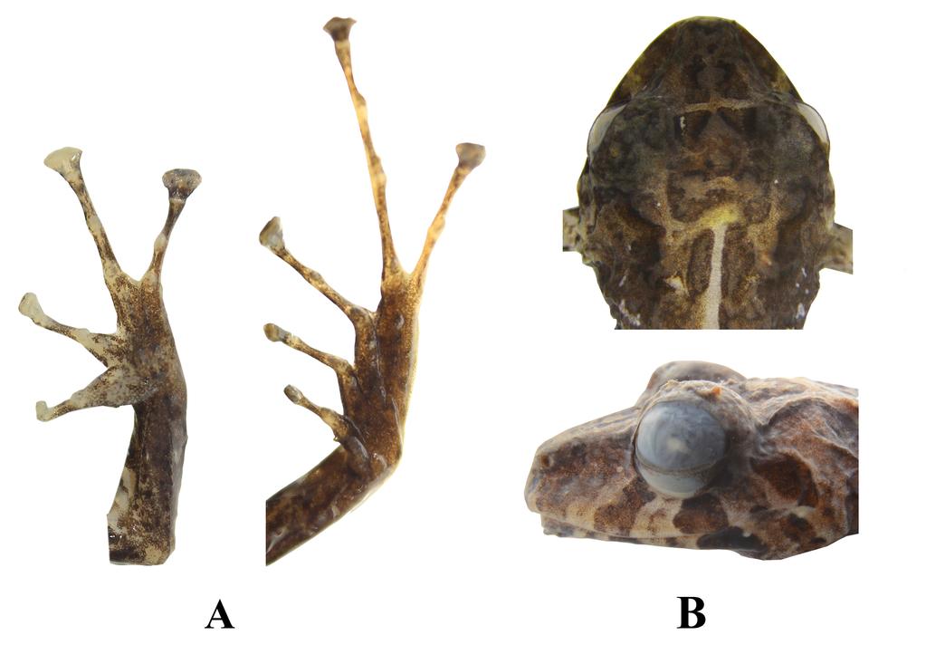 Yánez-Muñoz et al. (2016) Figura 3: Holotipo de Pristimantis kuri sp. nov. DHMECN 11383, macho adulto, longitud rostro-cloacal 28,8 mm).