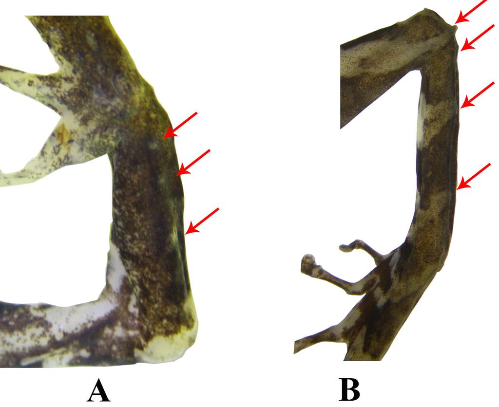 Figura 4: Holotipo de Pristimantis kuri sp. nov. (DHMECN 11383, macho adulto, longitud rostro-cloacal 28,8 mm).
