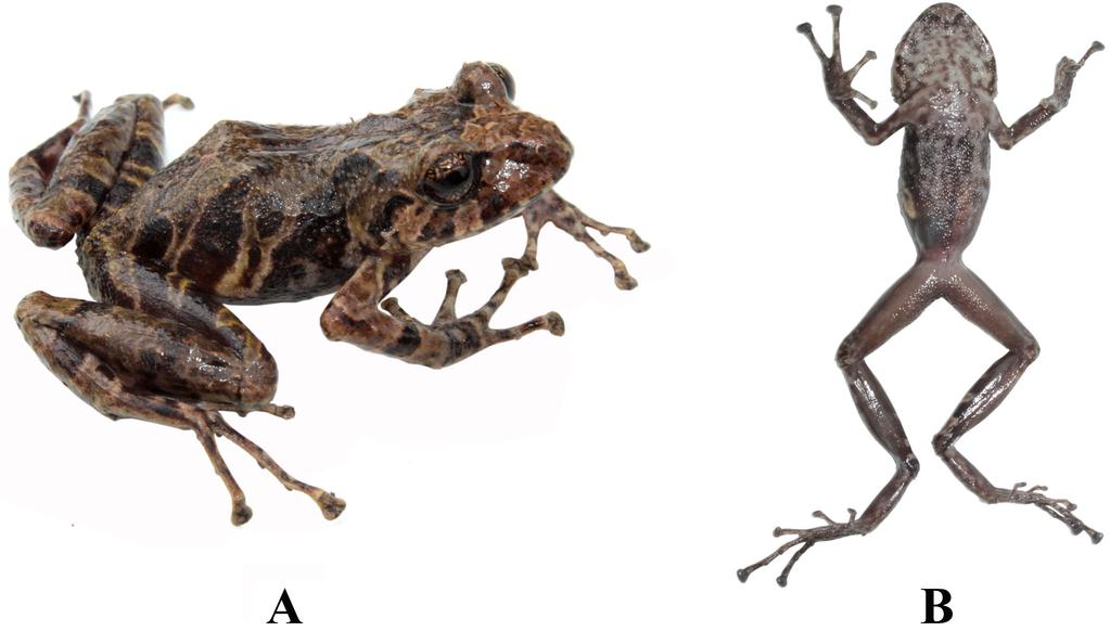 Yánez-Muñoz et al. (2016) Figura 7: Pristimantis allpapuyu sp. nov.