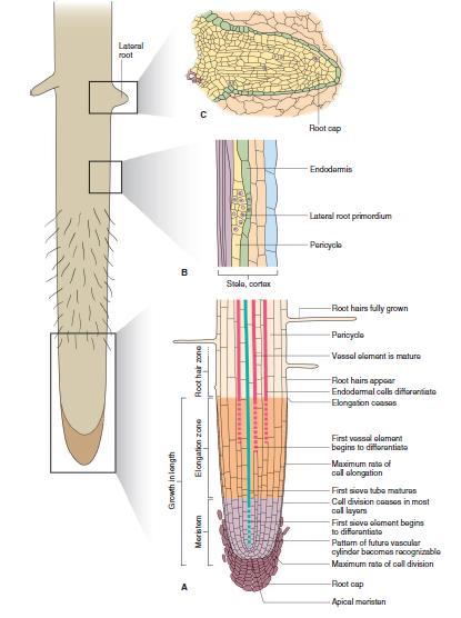 Diferenciación longitudinal de la raíz primaria Los meristemas primarios (protodermis, meristema fundamental y procámbium) se encuentran cerca del ápice En la
