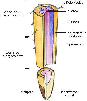 los tejidos vasculares y el tejido