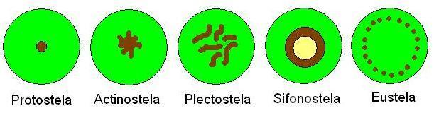Tipos de estela Tres tipos básicos de estela según la distribución relativa del tejido vascular y del tejido fundamental en el estado primario de desarrollo: protostela: sistema vascular formando una