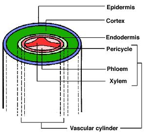 endodermis periciclo floema xilema periciclo cilindro