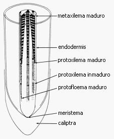 Maduración de los tejidos vasculares Esau, 1977.