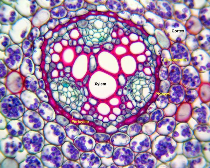 El cilindro vascular central: actinostela protoxilema periciclo metaxilema floema corteza endodermis