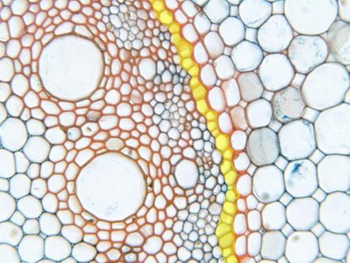 El periciclo La capa mas externa del cilindro central Uni- a pluriestratificado Las células son parenquimáticas En angiospermas y gimnospermas el periciclo tiene actividad meristemática: origina