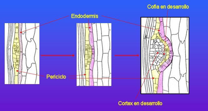 Formación de raíces laterales Las ramificaciones de la raíz se originan en el periciclo, la capa más externa del cilindro vascular, y empujan hacia afuera los