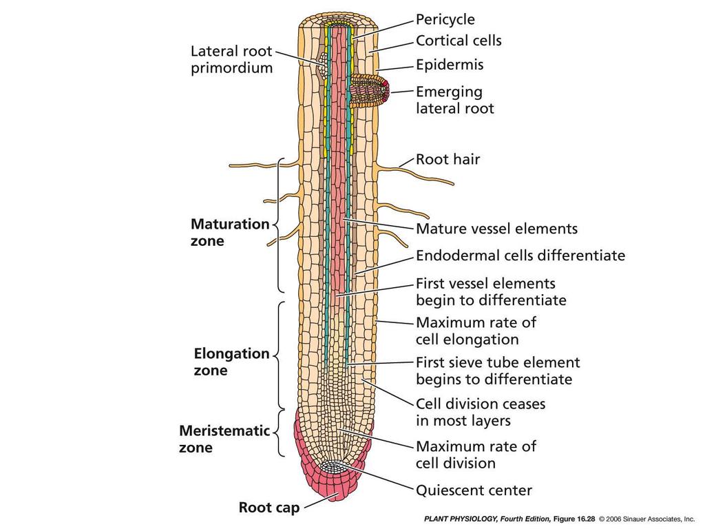 Resumen: anatomía de la raíz primaria primordio de raíz lateral periciclo corteza epidermis raíz lateral emergiendo pelo radical Zona de diferenciación Zona de elongación Zona meristemática caliptra