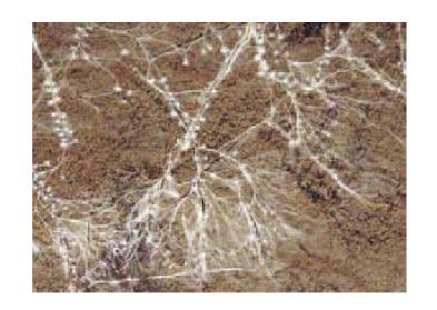 Micorrizas Endomicorrizas Ectomicorrizas MEB Fósil de raíz de conífera con