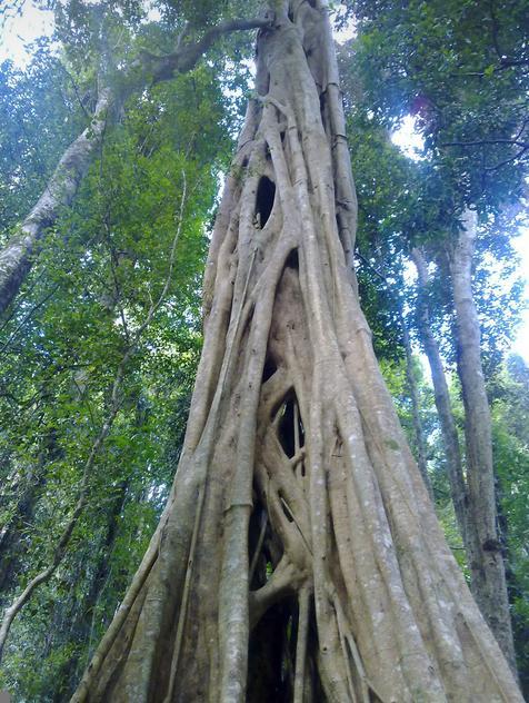 El Ficus
