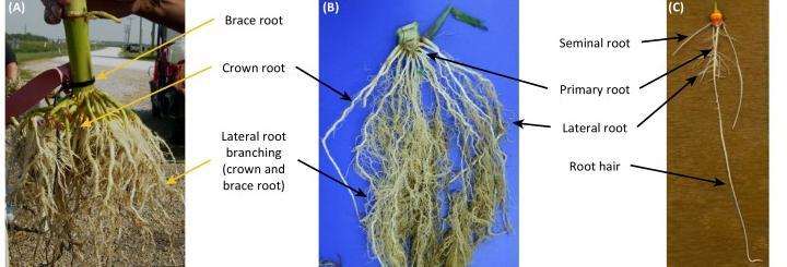 Sistema radical homorrizo Las raíces adventicias (generadas a partir del tallo) también se ramifican, pero no hay una sola raíz principal