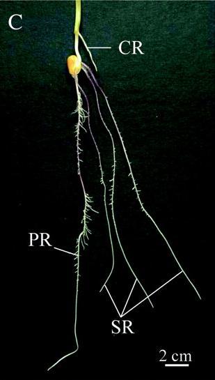 cabellera ramificaciones de las raíces en cabellera raíz seminal La raíz primaria y las raíces seminales se originan de tejido embrionario,