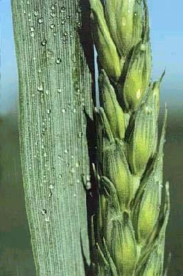 Inflorescencia Espiga dística de hasta 15 cm long.