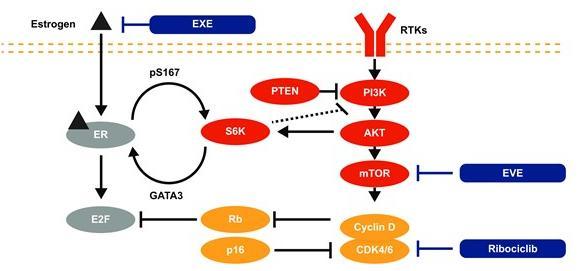 PI3K/Akt/mTOR Pathway + Inhibition of CDK4/6 Preclinical work aiming to understand resistance to CDK4/6 inhibition, has suggested that HR.