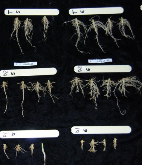 fenómeno de hormesis, es decir, mayor desarrollo de raíces con una cantidad baja de herbicida.