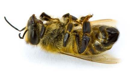Prohibicion de los Neonicotinoides en 2014 Grandes problemas con las abejas que mueren en el