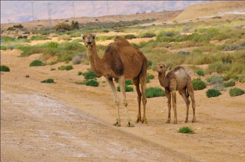 Por la tarde paseo por el desierto y opcionalmente se puede participar en una excursión a camello por las dunas de arena. DÍA 05: DOUZ - MATMATA EL JEM HAMMAMET / SOUSSE Desayuno en el hotel.