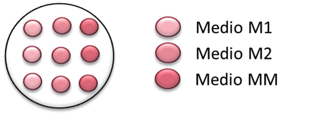 Pasar de 2 a 3 embriones seleccionados por vez al medio MM, luego pasar los embriones a medio SV1 durante 1 minuto y después, con la menor cantidad de medio SV1 posible, ponerlos en medio SV2 durante