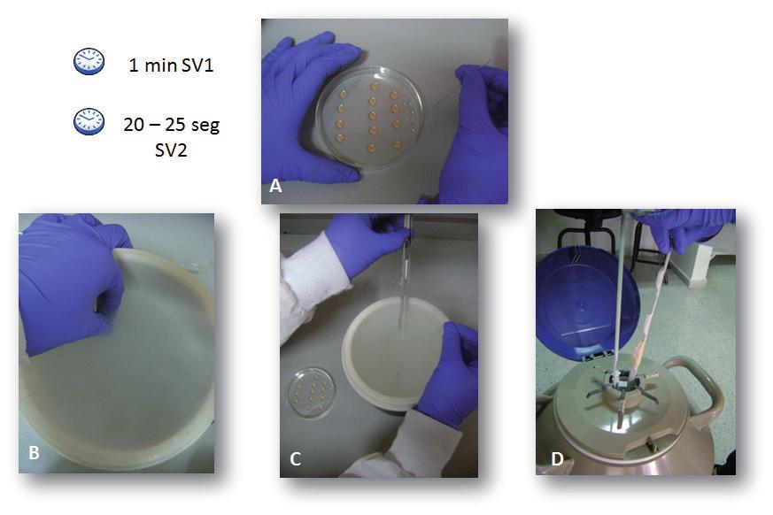 Cultivo de tejidos reproductivos y producción y manipulación de embriones bovinos Materiales: Cajas de Petri de 60 mm y puntas para las micropipetas.