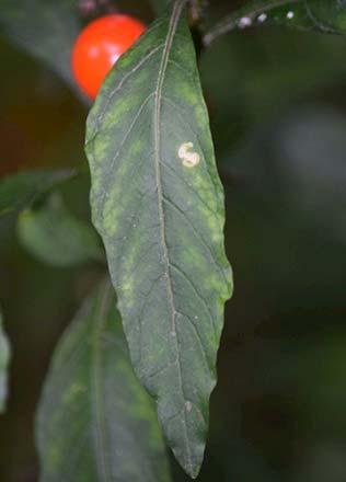 Solanum lycioides 