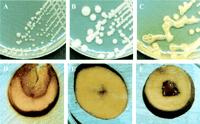 Bacterias patógenas de interés Coordinador / investigador