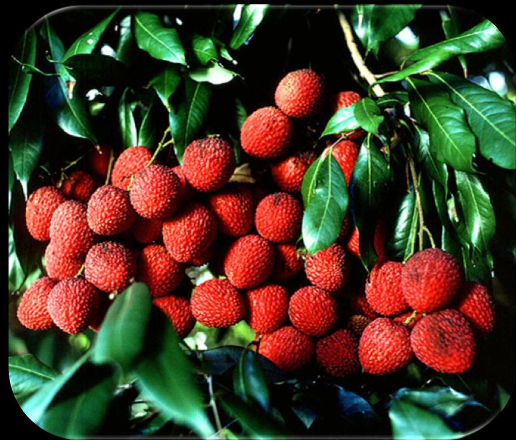 Litchi chinensis Sonn : Fruta ovoide tropical y subtropical
